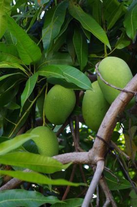 Pondok Mangga Матарам Екстериор снимка